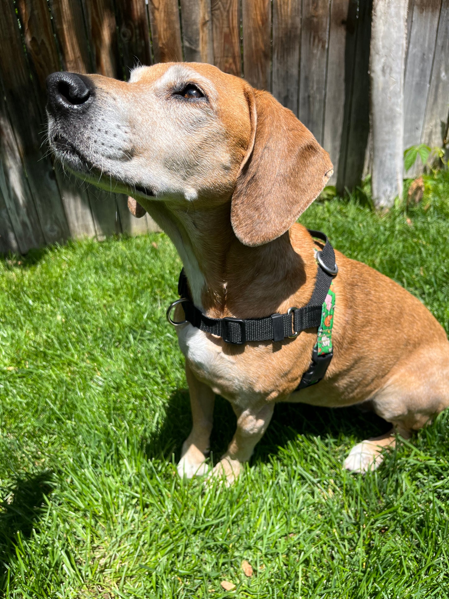 Harnesses