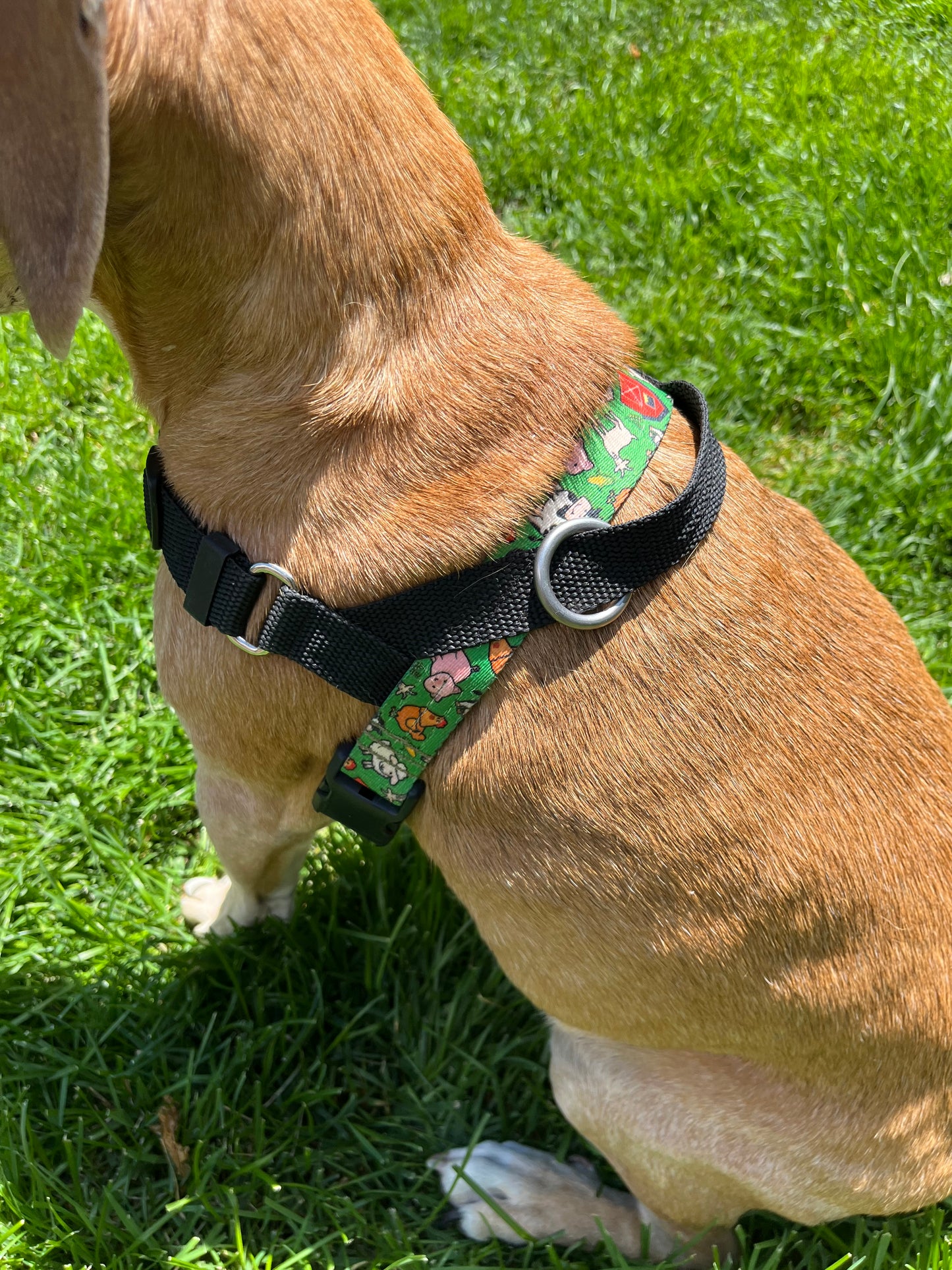 X Large Harnesses (made with 1 in. heavy duty poly blend webbing)