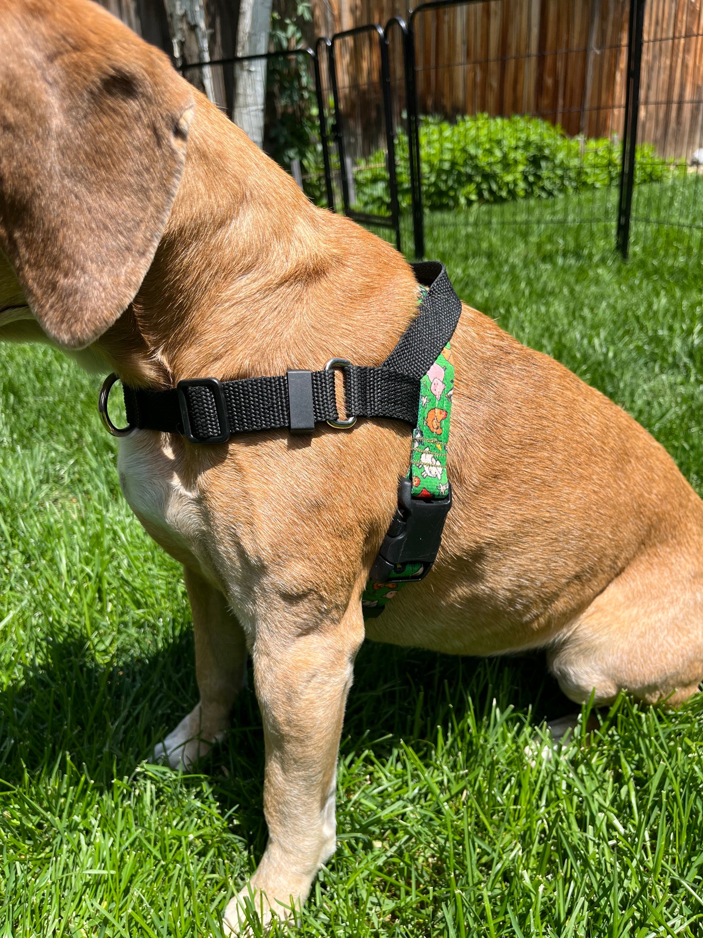 Medium Harnesses (made with 1 in. heavy duty poly blend webbing)