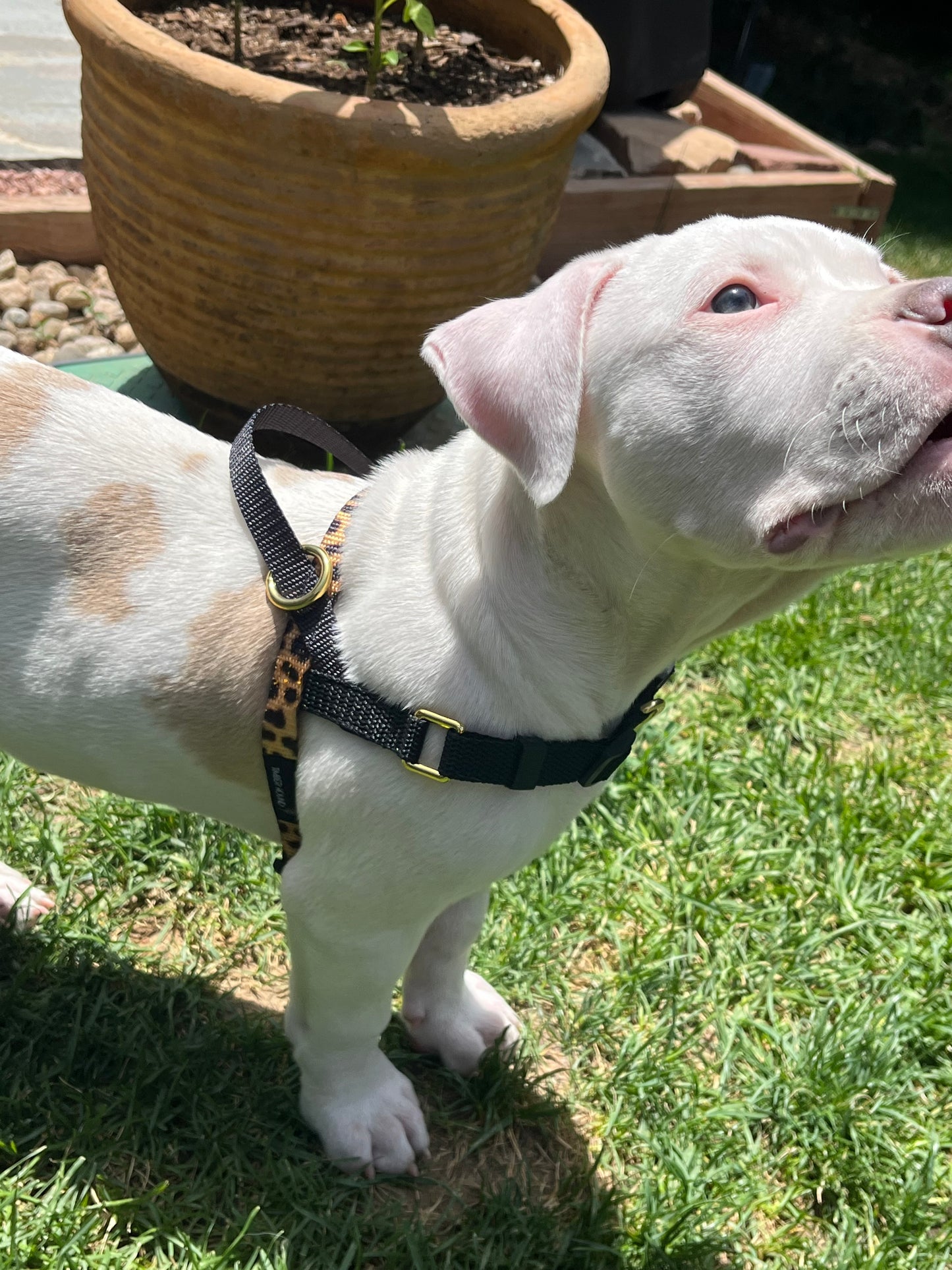 Small Harnesses (made with 5/8 in. heavy duty poly blend webbing)
