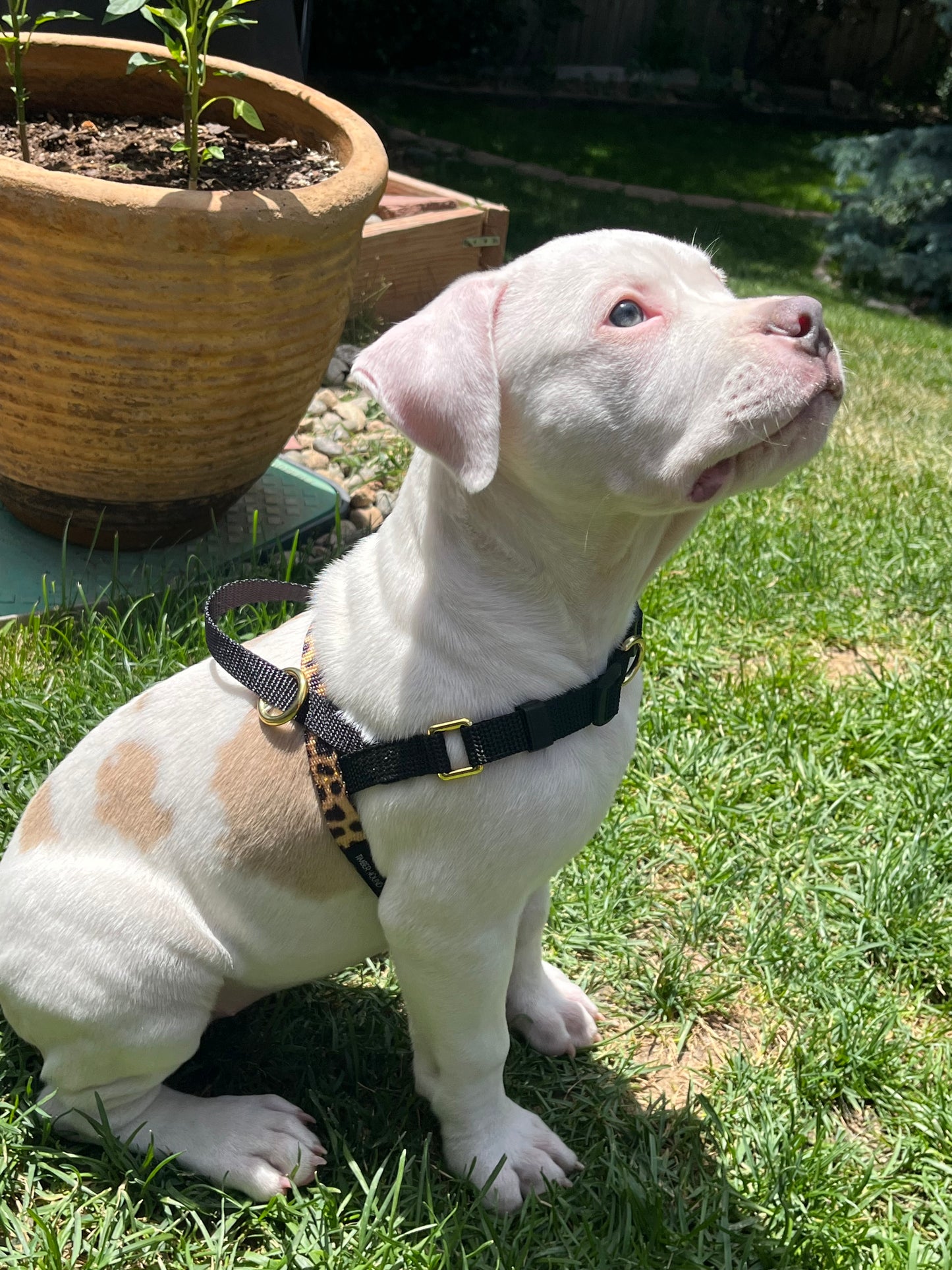 Small Harnesses (made with 5/8 in. heavy duty poly blend webbing)