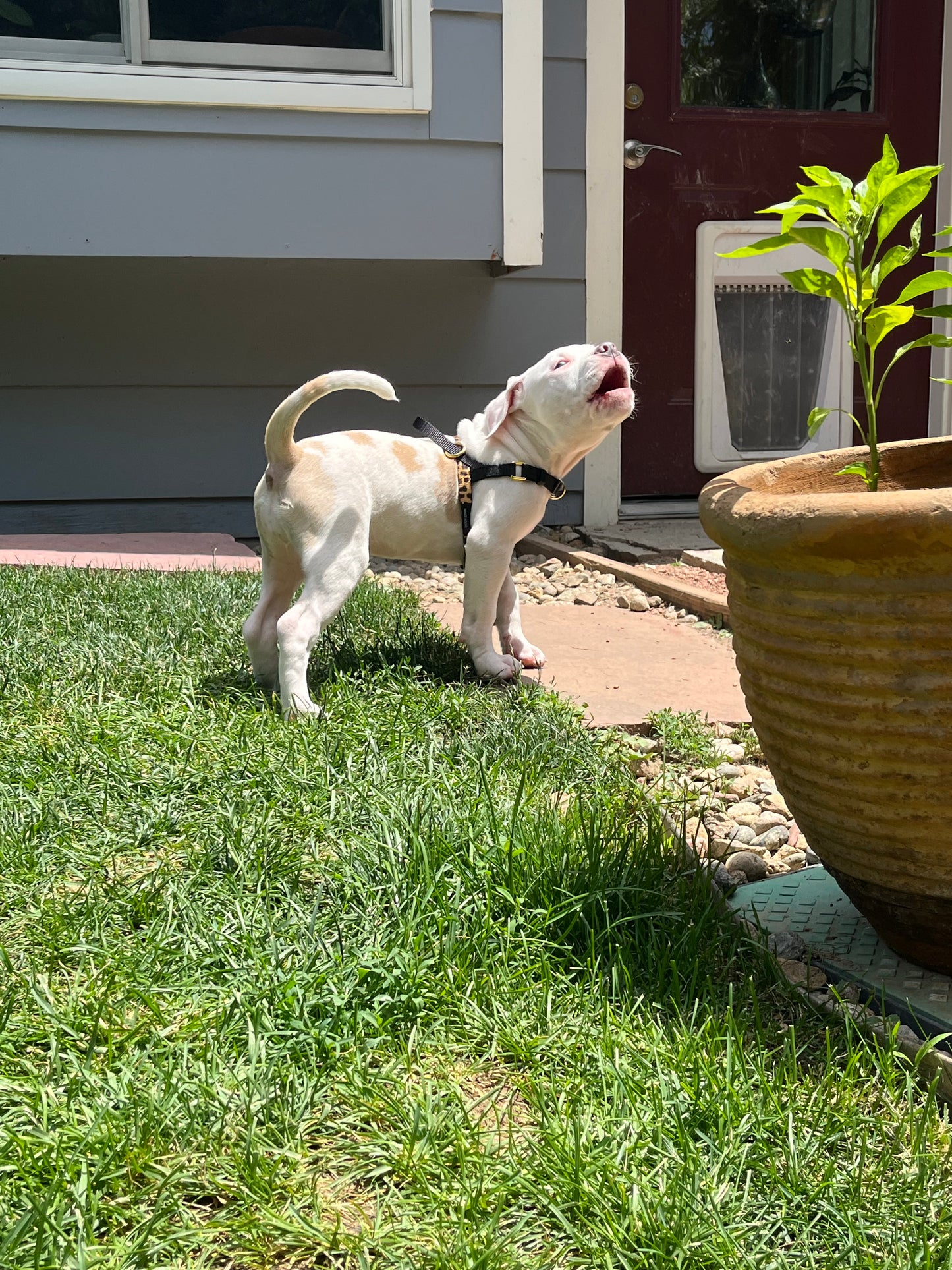 Small Harnesses (made with 5/8 in. heavy duty poly blend webbing)