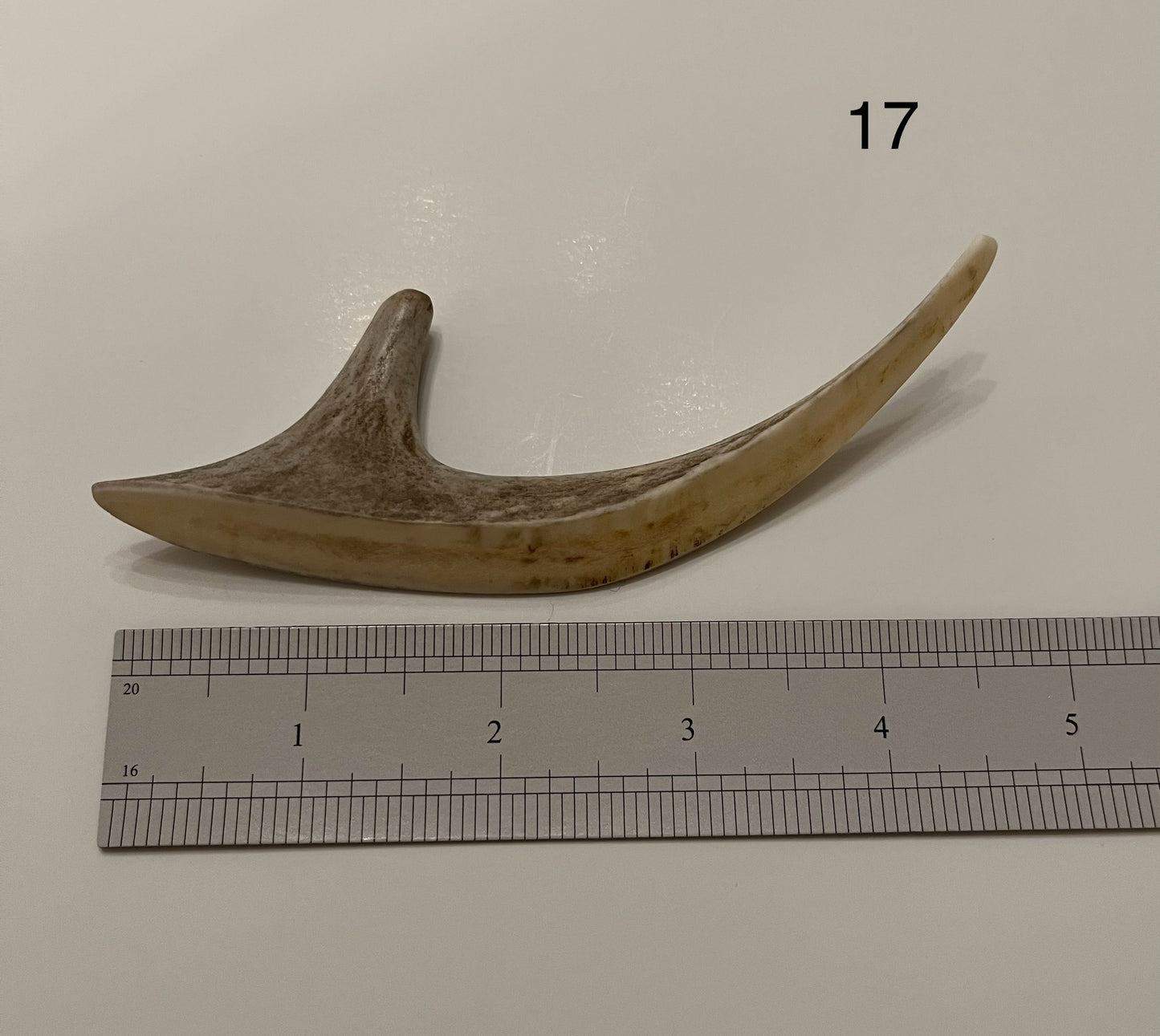Deer Antler Chew - Small