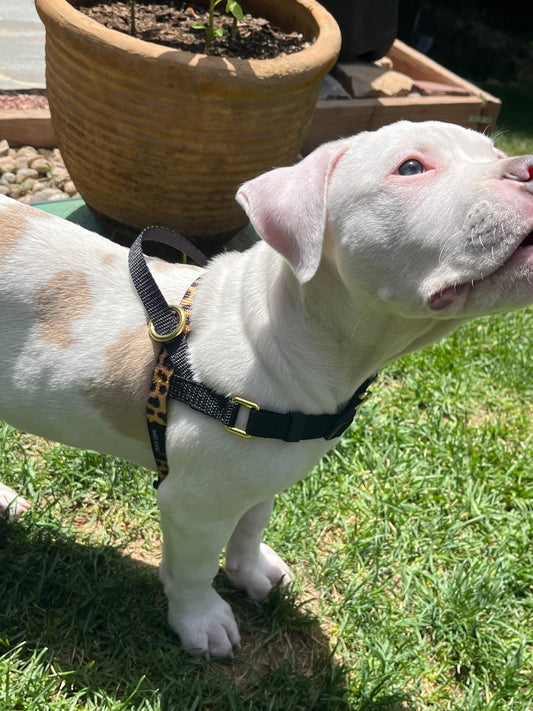 Small Harnesses (made with 5/8 in. heavy duty poly blend webbing)